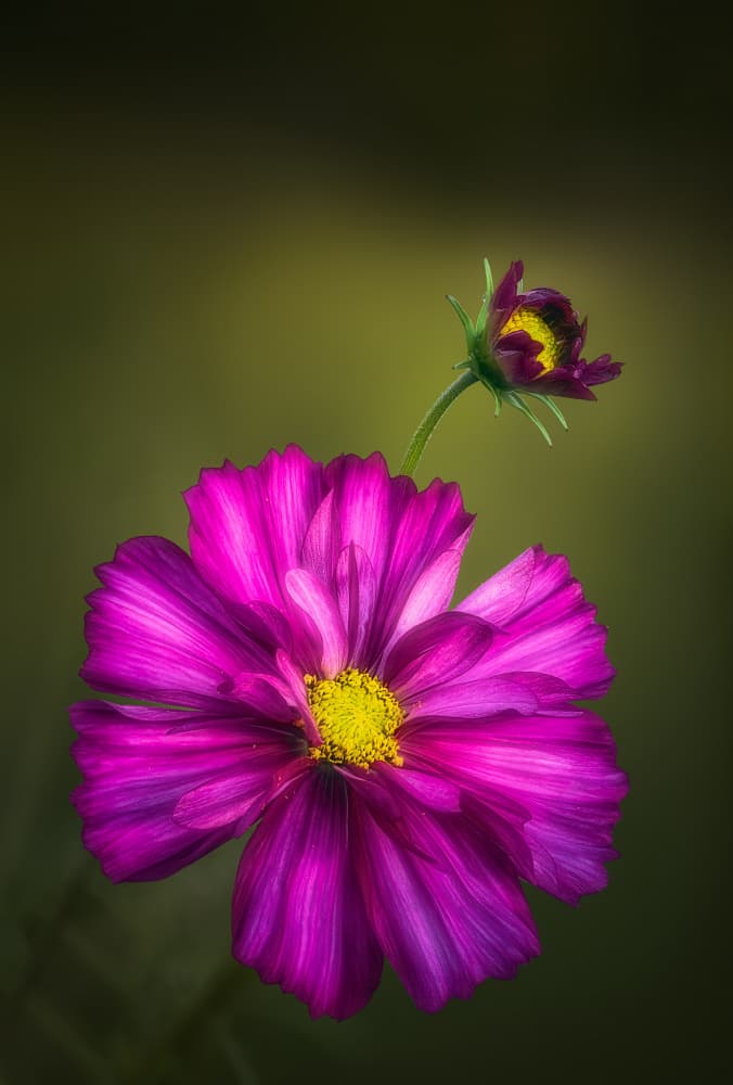Vibrant Cosmos Pair by Ben.C.L — canvas wall art