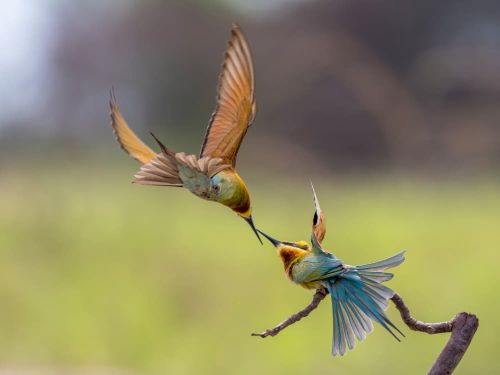 Bee-eaters Feeding Moment by HuongHoang — canvas wall art