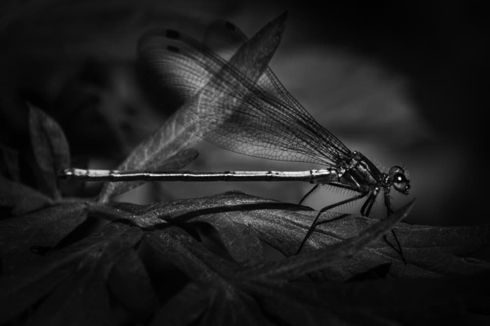 Ethereal Dragonfly by 市岡弘光 — canvas wall art