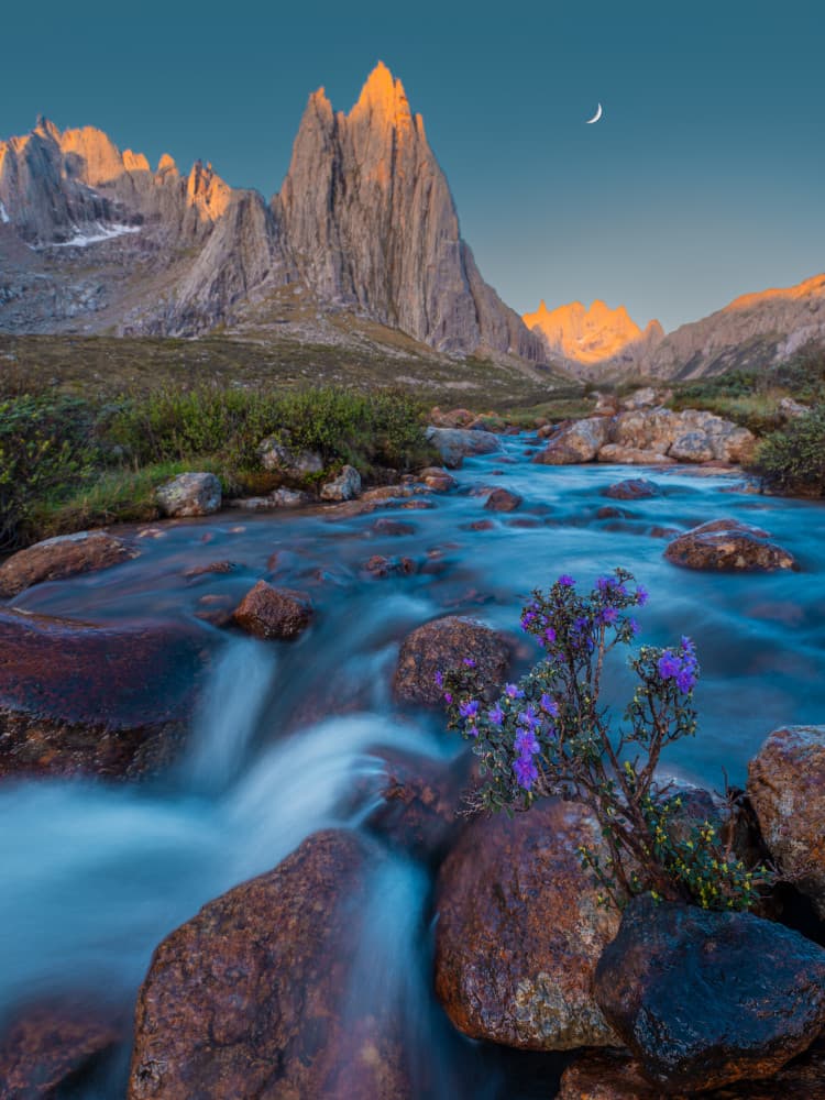 Alpine River Purple Flowers by Bingo Z — canvas wall art