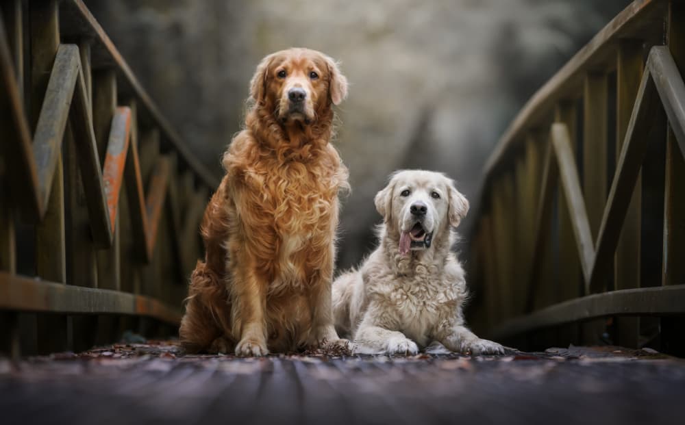 Golden Retrievers On Bridge by Alfonso maseda varela — canvas wall art