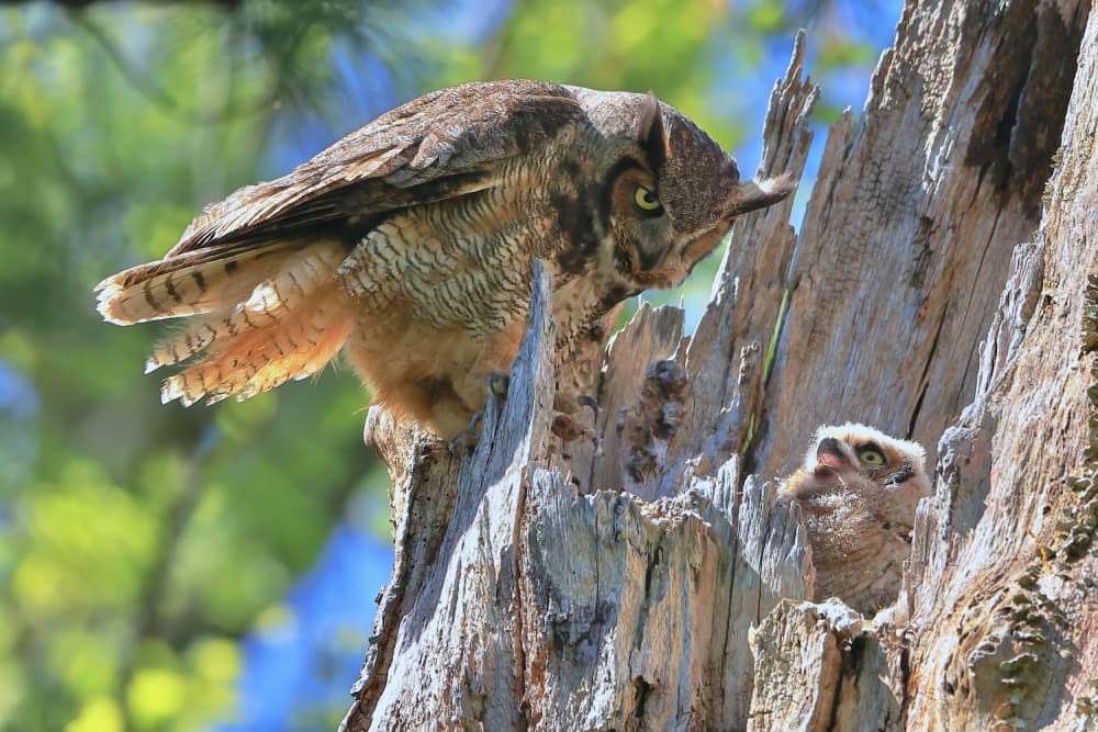 Owl Nest In Tree by Gavin Lam — canvas wall art