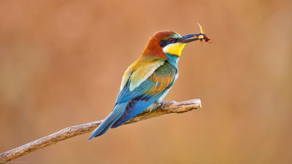 Vibrant Bee-eater on Branch by David Manusevich — canvas wall art