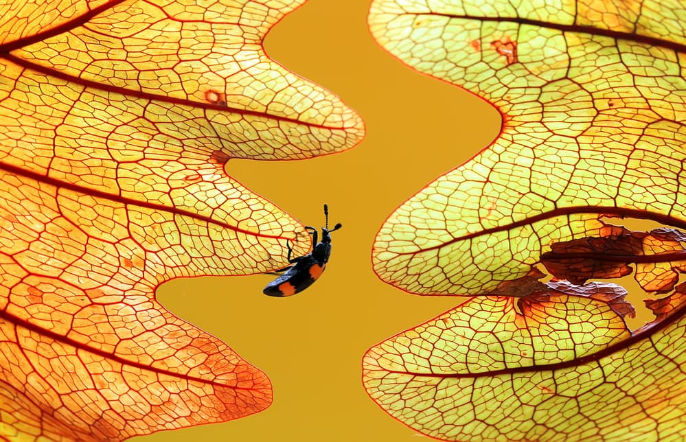 Golden Leaf Insect by Abdul Gapur Dayak — canvas wall art