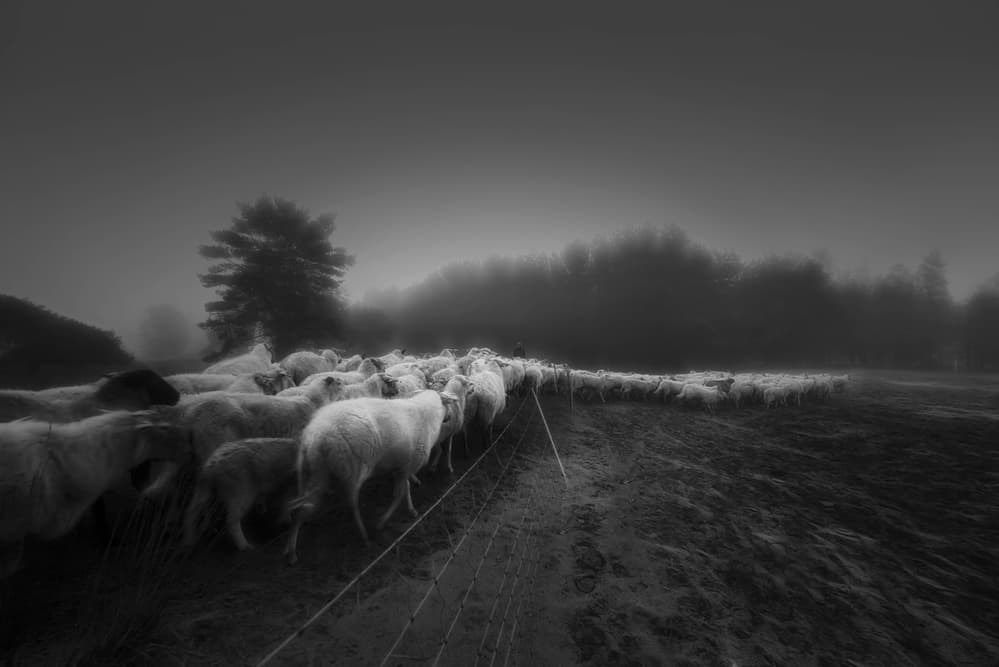 Sheep in the Mist by Saskia Dingemans — canvas wall art