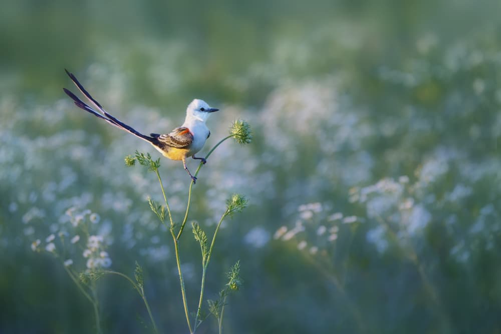 Graceful Meadow Bird by Qing Zhao — canvas wall art