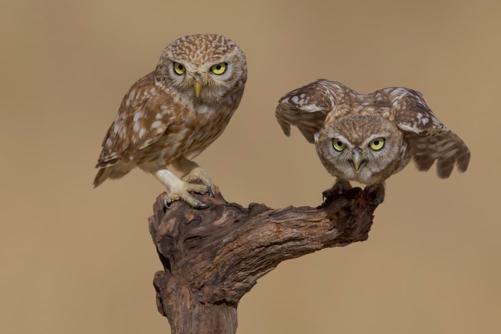 Alert Little Owls by David Manusevich — canvas wall art
