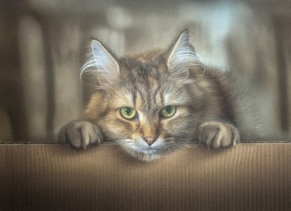 Curious Cat Peeking by Larry Deng APA — canvas wall art