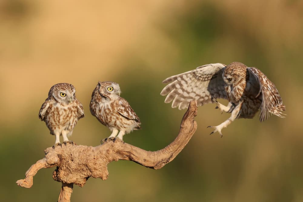 Owlets Landing On Branch by David Manusevich — canvas wall art