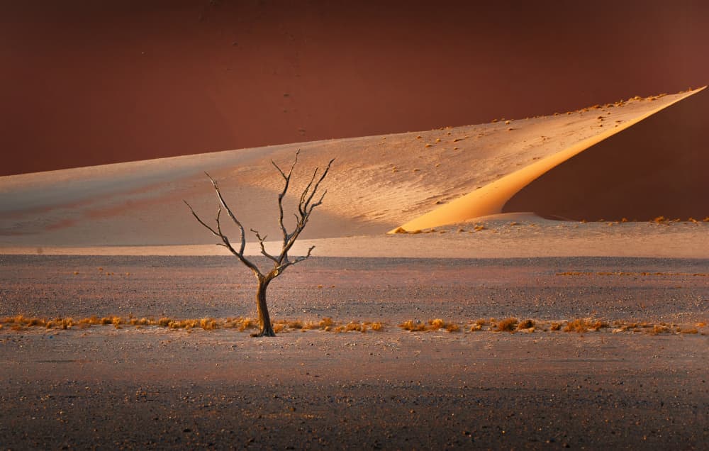 Namib Desert Tree by Yun Gong — canvas wall art