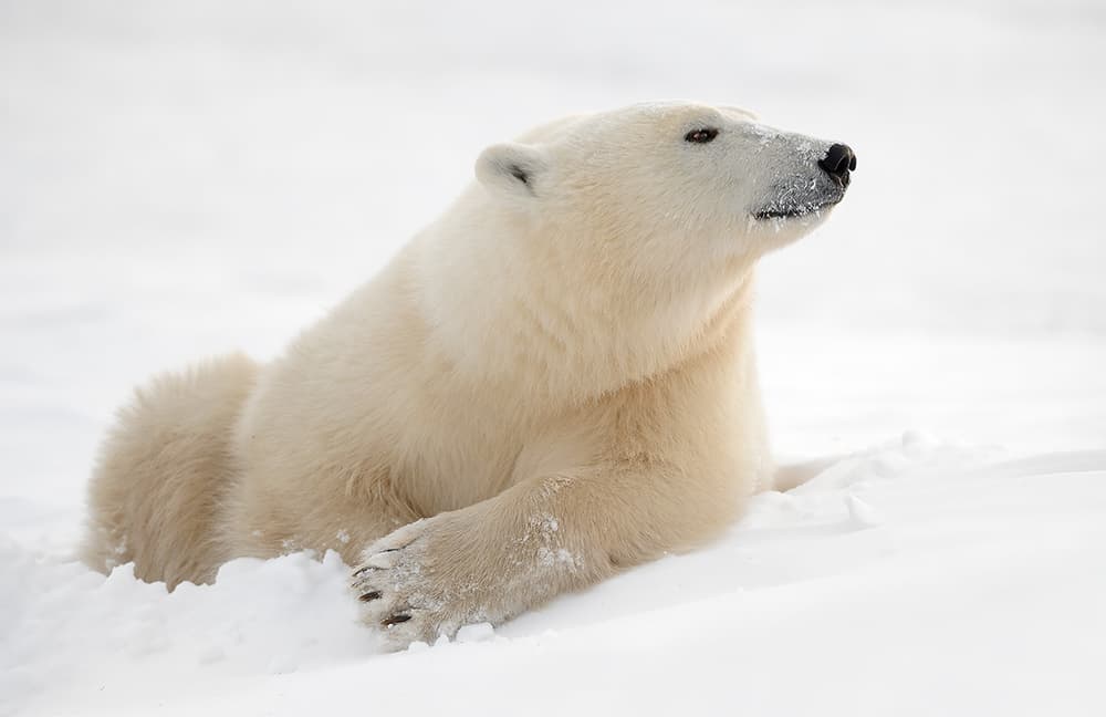 Peaceful Polar Bear by Marco Pozzi — canvas wall art