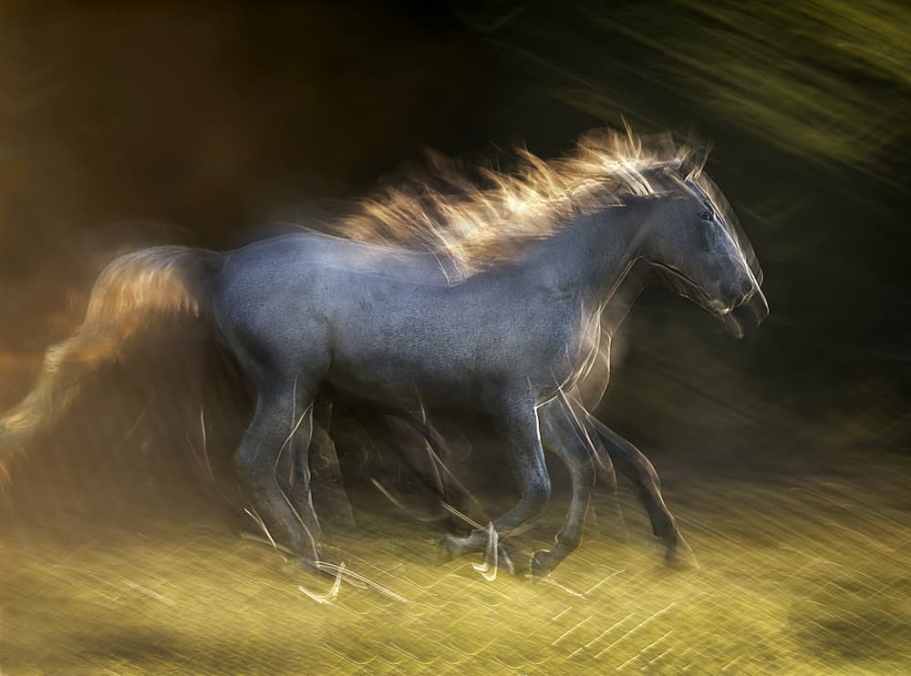Golden Mane Gallop by Milan Malovrh — canvas wall art