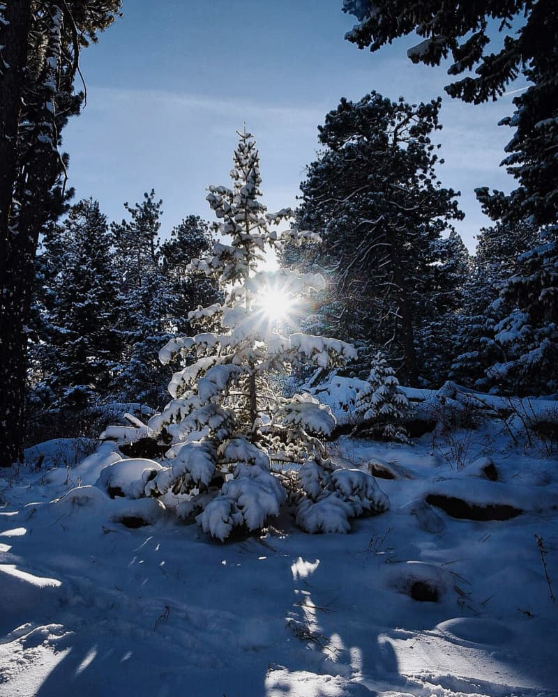Snowy Forest Sunlight by Del Mundo Imagery — canvas wall art