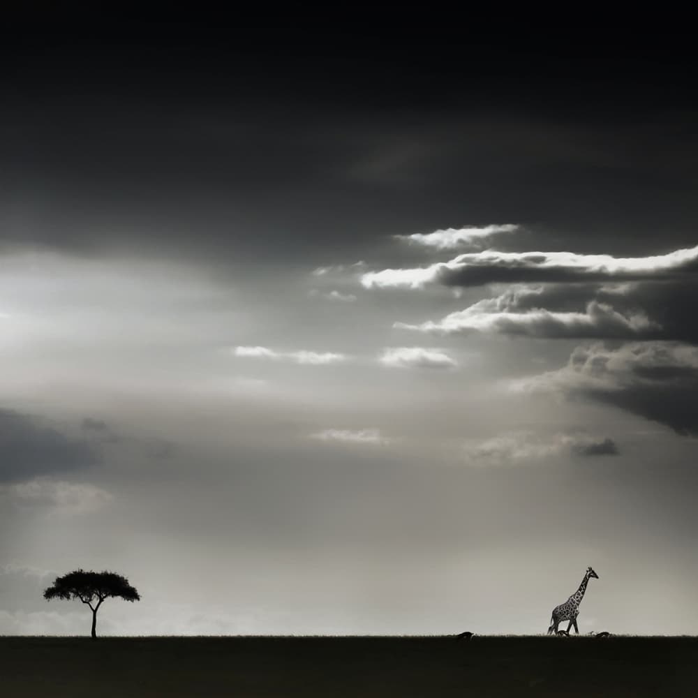 Lone Giraffe Savanna by Piet Flour — canvas wall art