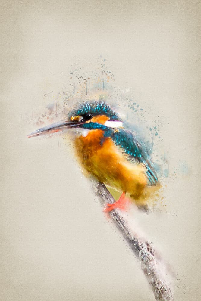 Vibrant Kingfisher Perched by Ema Paraschiv — canvas wall art