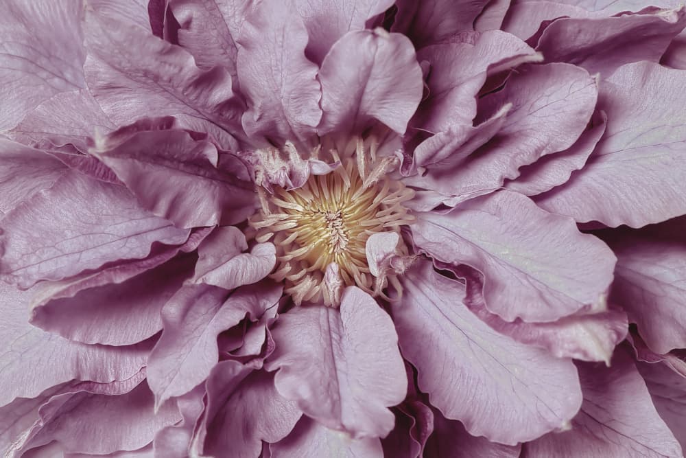 Purple Petal Bloom by Jacky Parker — canvas wall art