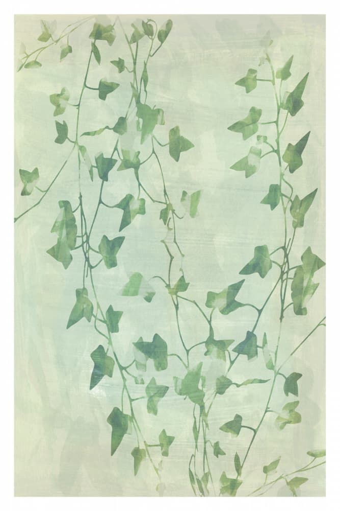 Delicate Green Ivy Vines by cartissi — canvas wall art