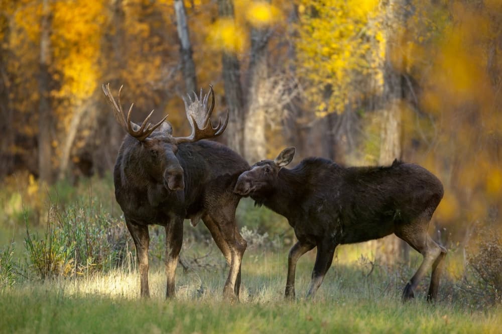 Moose in Golden Woods by Nick Kalathas — canvas wall art