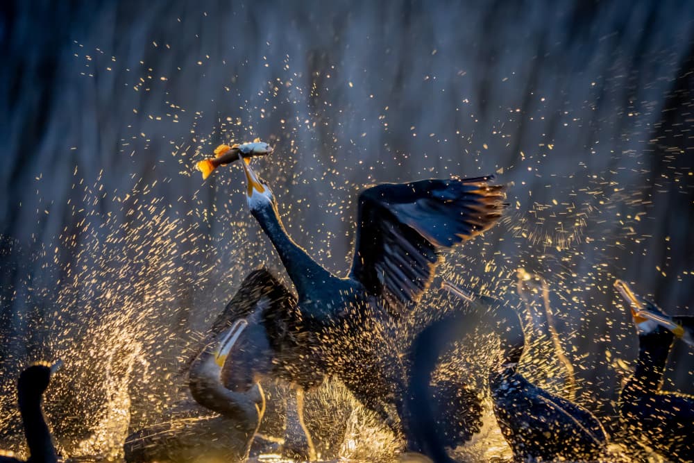 Cormorant's Golden Catch by Dirk Koster — canvas wall art
