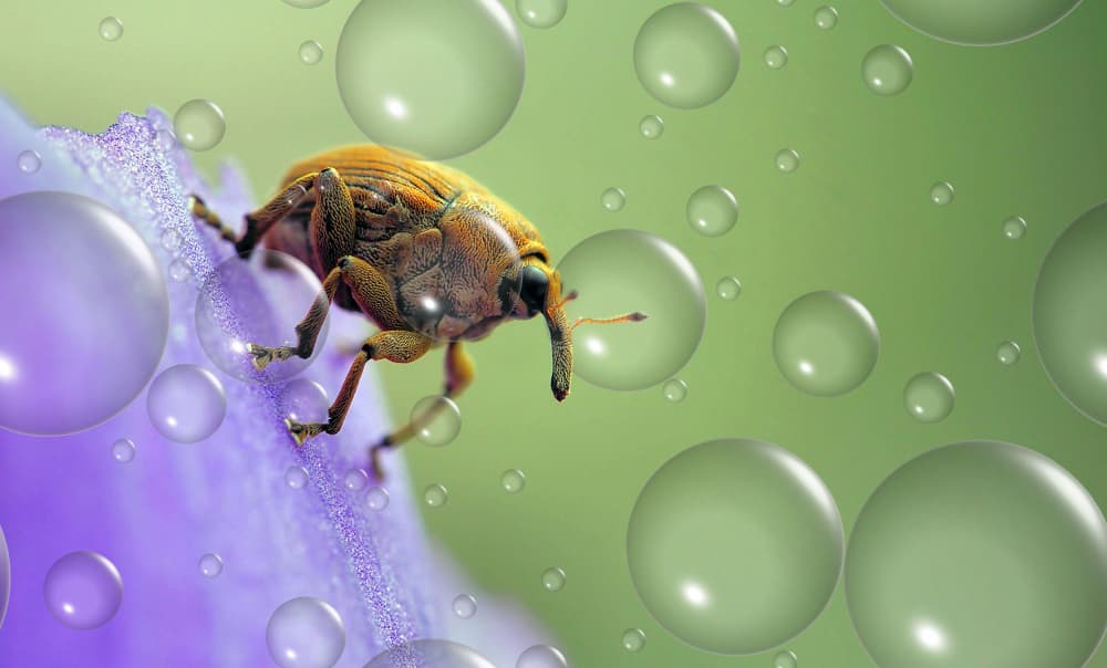 Weevil's Bubble Bloom by Thierry Dufour — canvas wall art