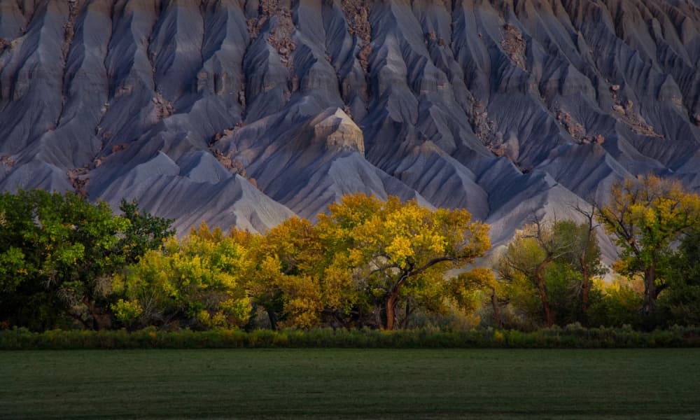 Golden Trees Gray Mountains by Dennis Zhang — canvas wall art