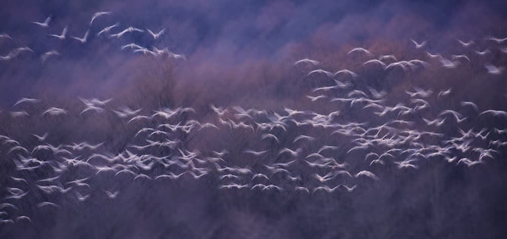 Ethereal Bird Flight by 李从军 / Austin Li — canvas wall art