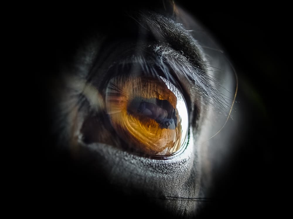 Intense Golden Eye by Sebastian Graf — canvas wall art