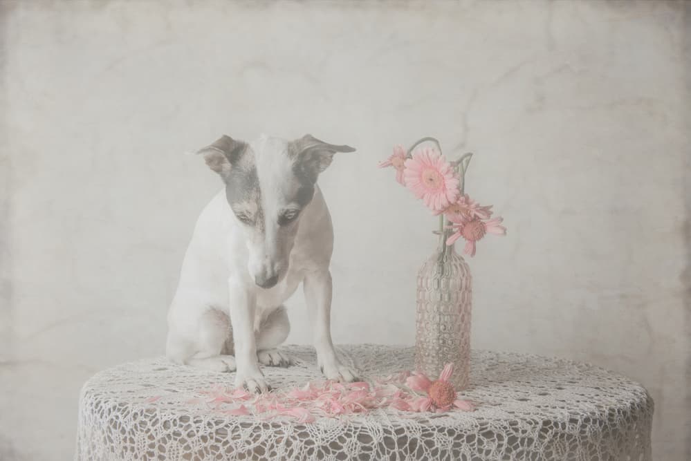Innocent Dog Moment by Heike Willers — canvas wall art