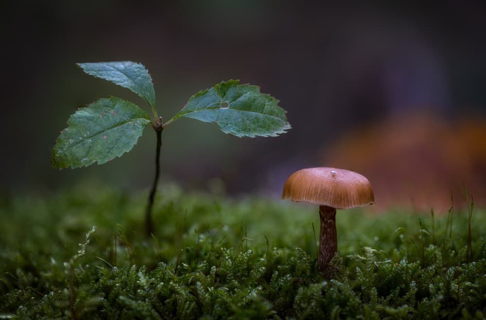 Tiny Woodland Companions by Sergio Barboni — canvas wall art