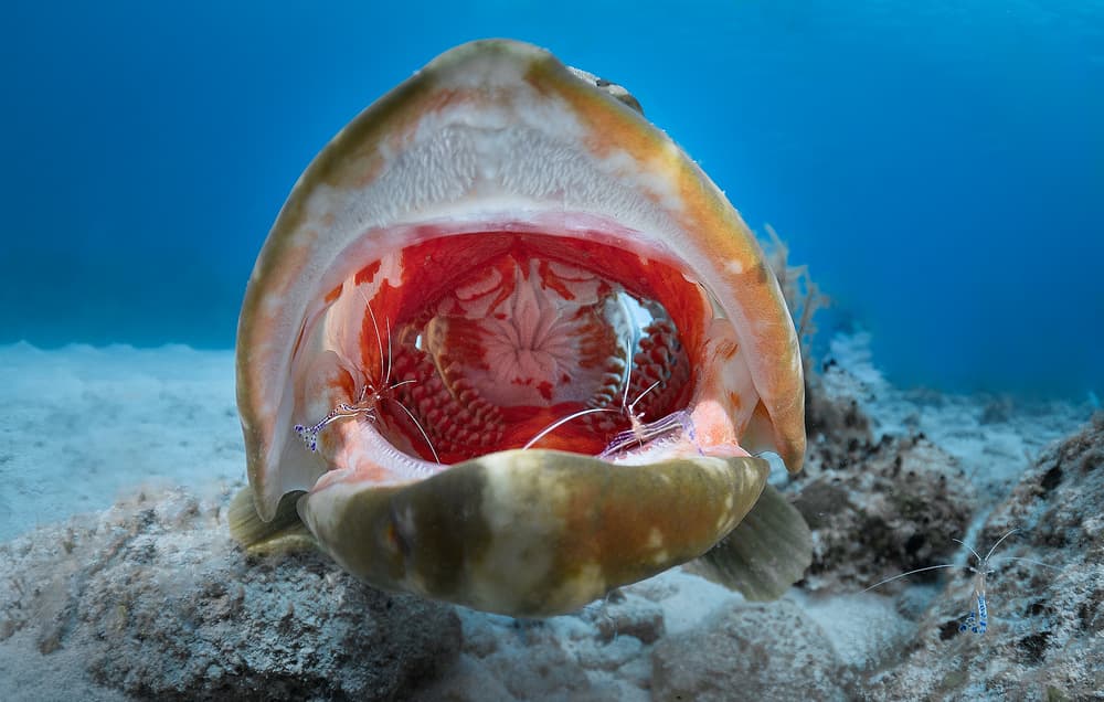 Underwater Cleaning Crew by Jennifer Lu — canvas wall art