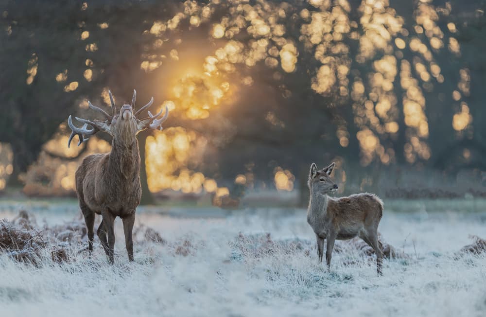 Golden Winter Deer by Radojica Jevric fotorax — canvas wall art