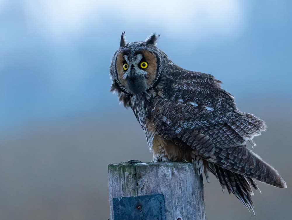 Long-Eared Owl Perched by Johnson Huang — canvas wall art