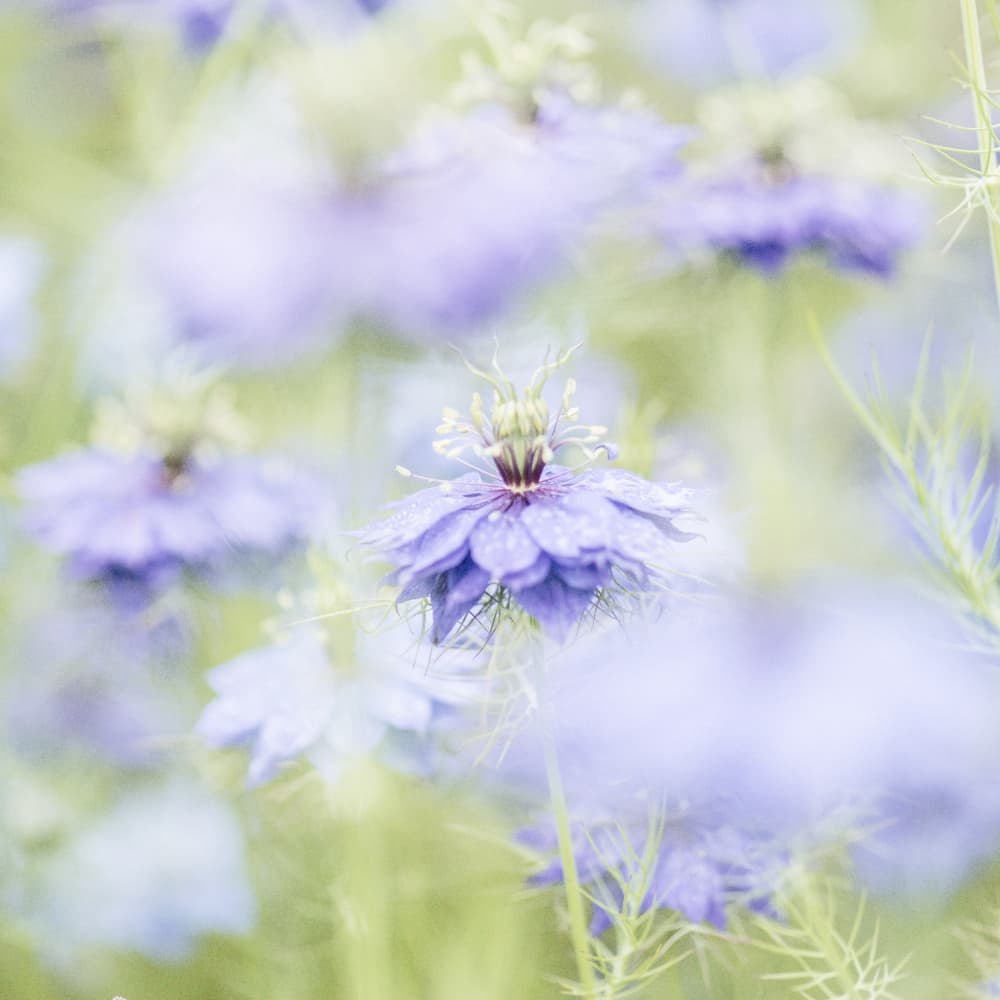 Soft Lavender Garden by Lynann Colligan — canvas wall art