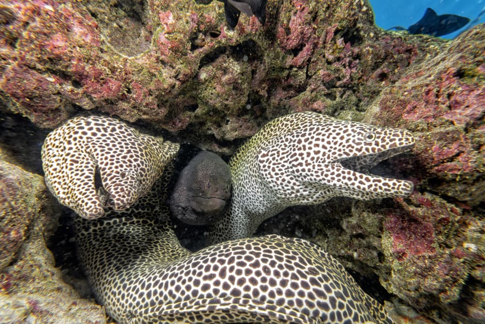 Reef Moray Eels by Andrea Izzotti — canvas wall art