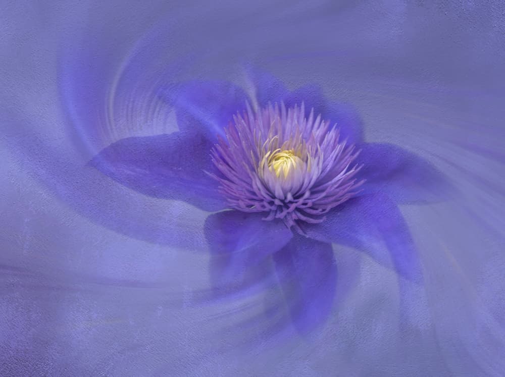 Dreamy Purple Flower by Judy Tseng — canvas wall art