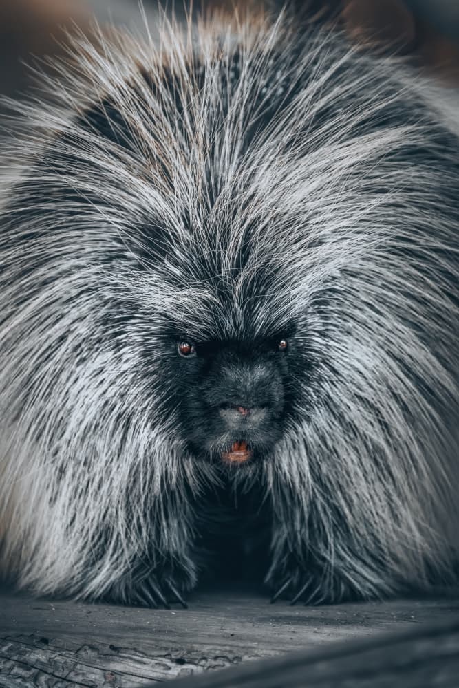 Intense Porcupine Gaze by Alex Zhao — canvas wall art