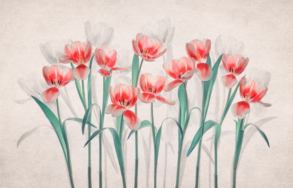 Ethereal Pink Tulips by Lydia Jacobs — canvas wall art