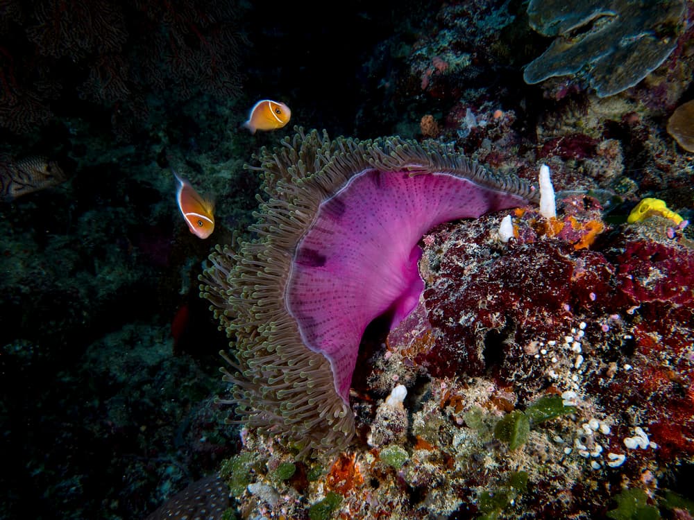 Pink Anemone Clownfish by Ilan Ben Tov — canvas wall art