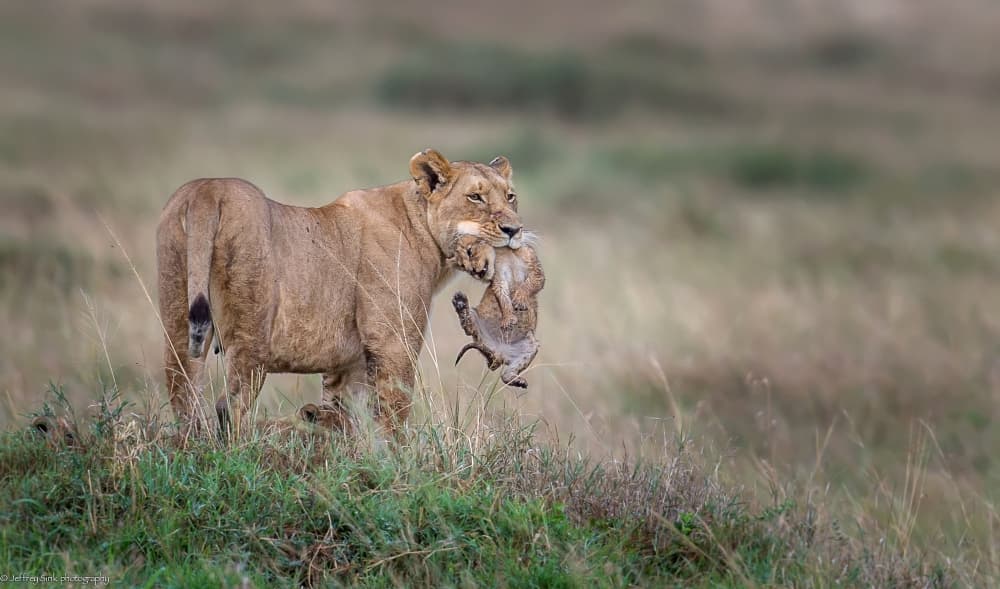 Lioness Carrying Her Cub by Jeffrey C. Sink — canvas wall art