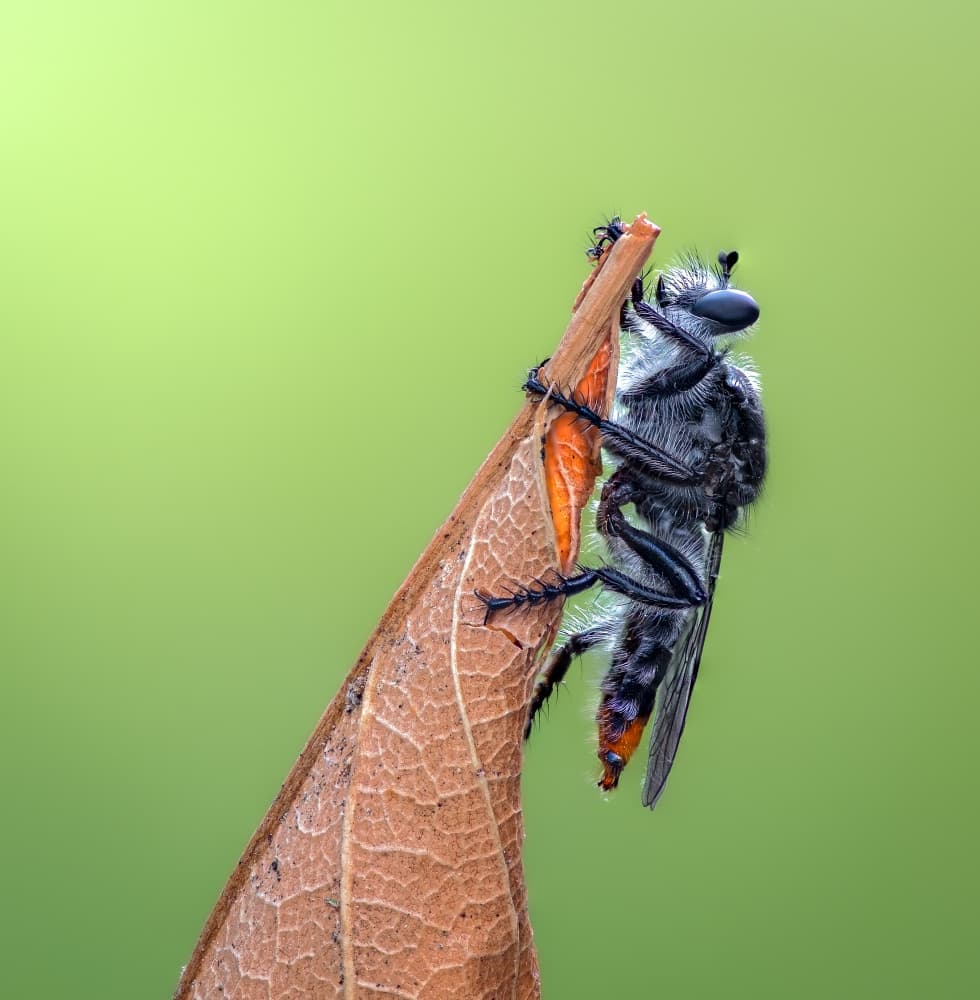 Furry Fly Macro by Atul Saluja — canvas wall art