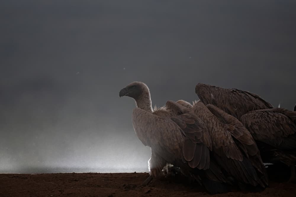 Backlit Vulture by Marco Pozzi — canvas wall art
