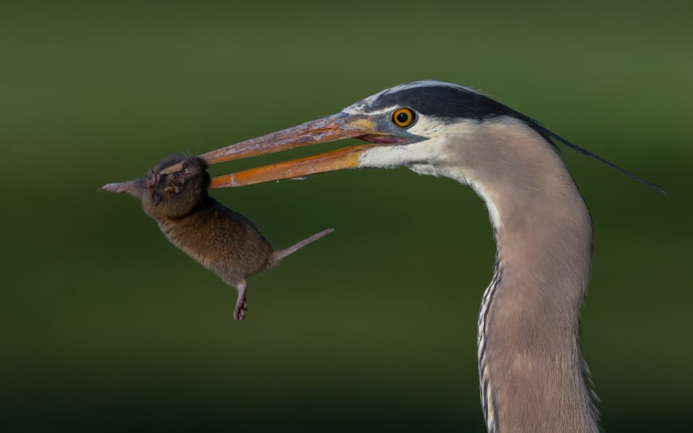 Heron Eating Mouse by Johnson Huang — canvas wall art