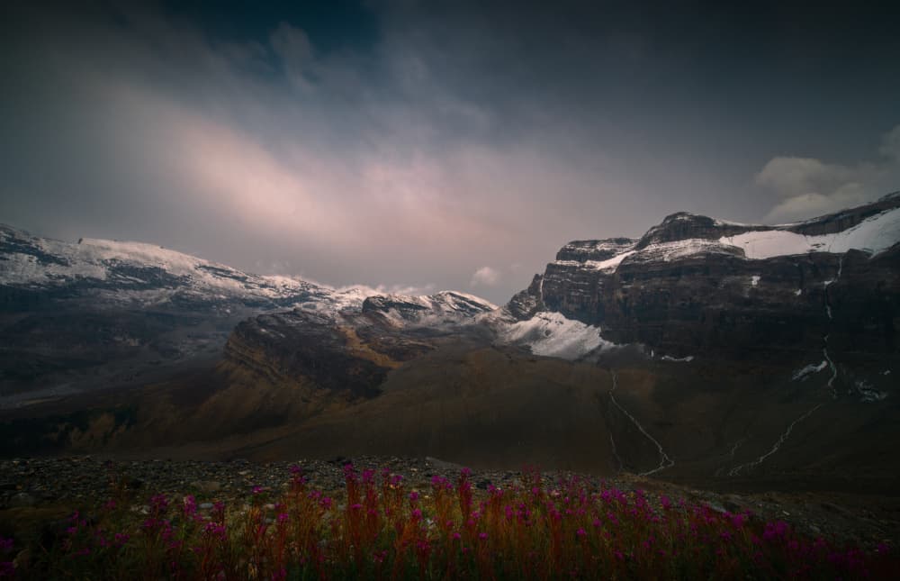 Dramatic Alpine Wildflowers by Bing Li — canvas wall art