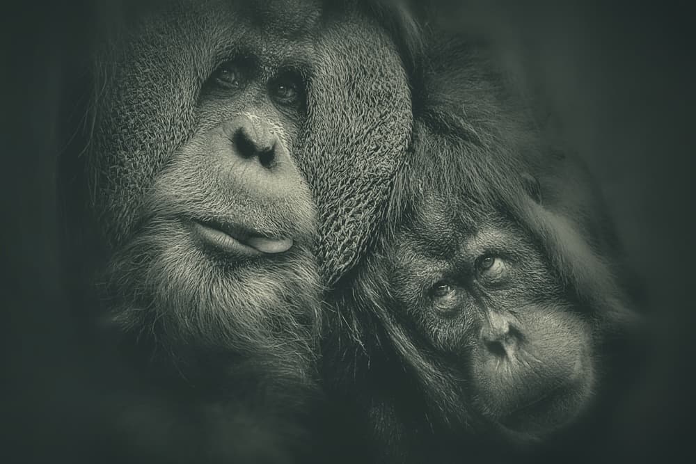 Orangutan Mother And Child by Antje Wenner-Braun — canvas wall art