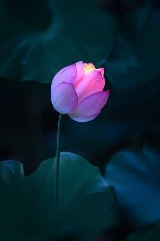 Glowing Pink Lotus by Catherine Wang — canvas wall art