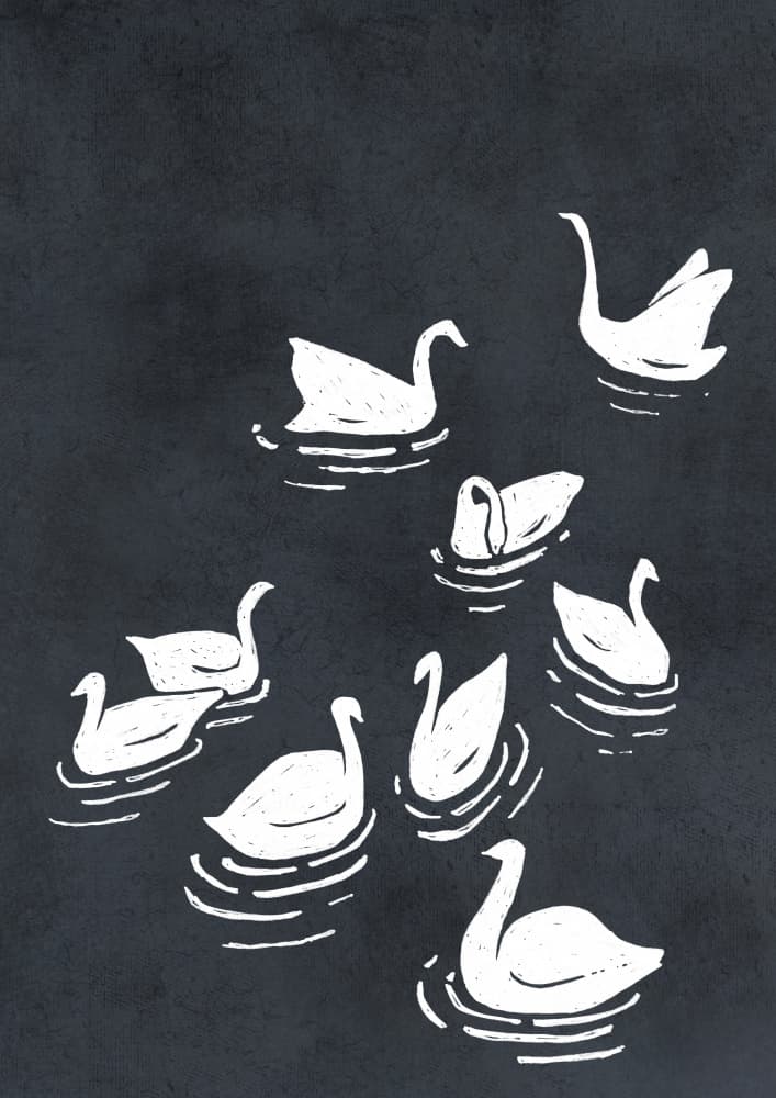 Elegant Swans Drawing by Rosana Laiz Blursbyai — canvas wall art