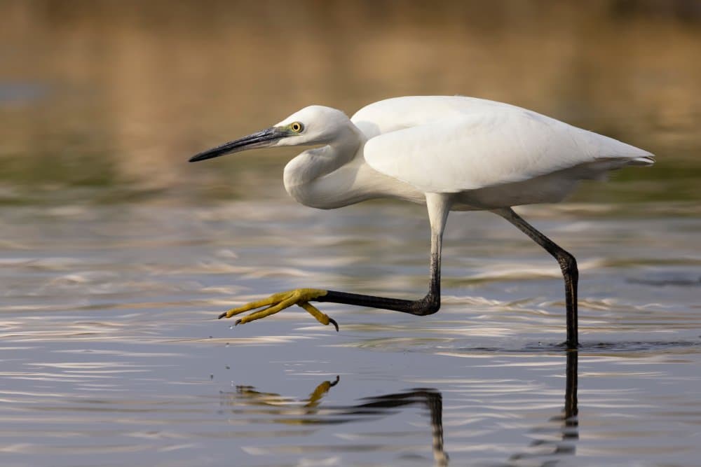 Graceful Egret Wading by Paolo Bolla — canvas wall art
