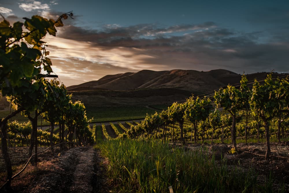Golden Hour Vineyard by Tim Mossholder — canvas wall art