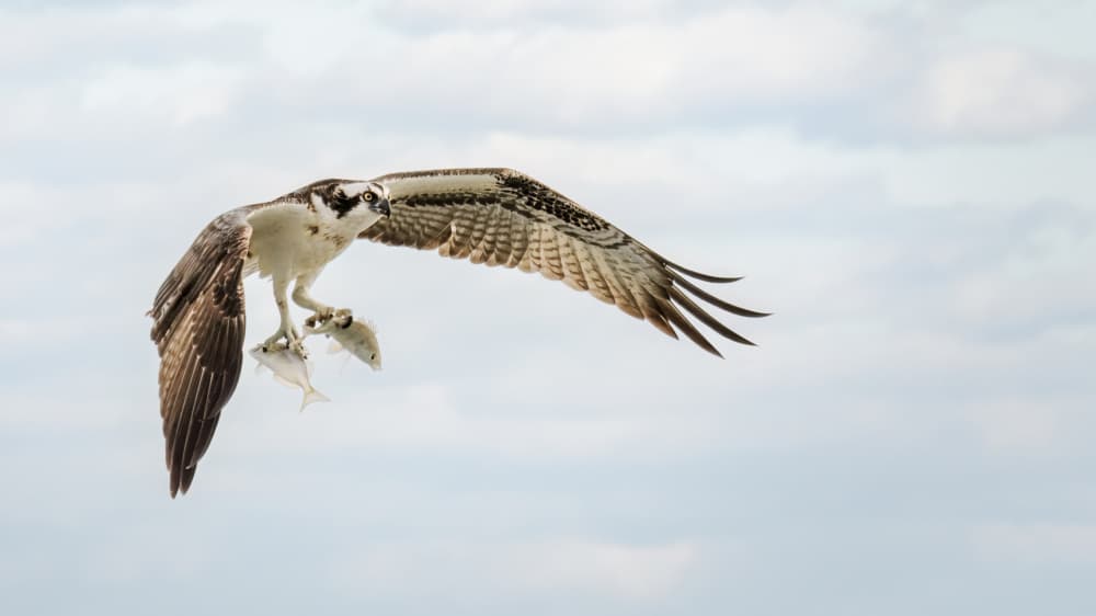 Osprey Flying With Fish by Hanping Xiao — canvas wall art