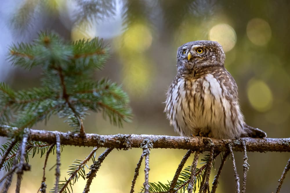 Tiny Forest Owl by Marco Redaelli — canvas wall art